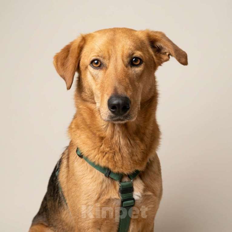 Собаки в Москве: собака Афина из приюта в добрые руки Девочка, Бесплатно - фото 1