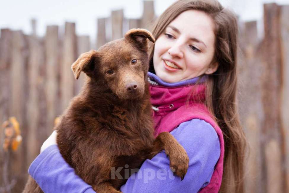 Собаки в Москве: Маленькая собачка в добрые руки Девочка, Бесплатно - фото 7