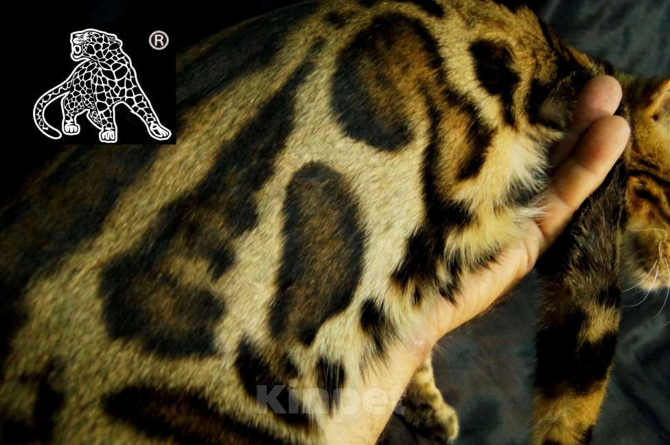 Кошки в Петропавловске-Камчатском: Бенгальский котенок. ШОУ класс Девочка, Бесплатно - фото 6