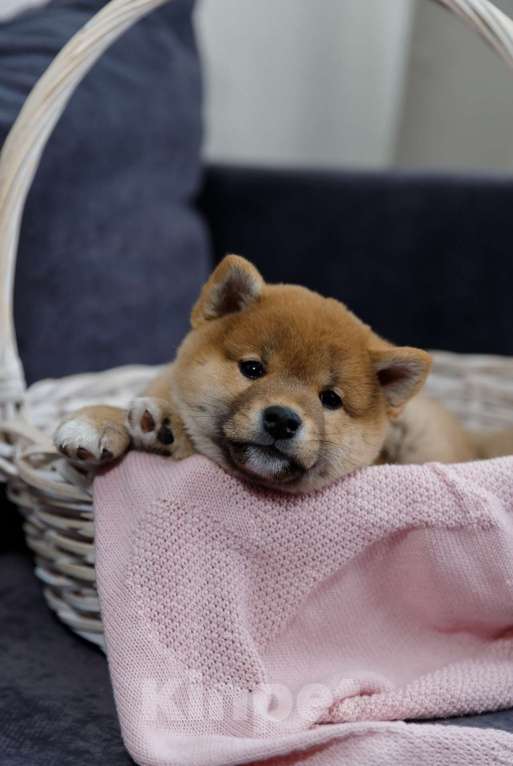 Собаки в Москве: Щенок сиба ину Мальчик, 50 000 руб. - фото 2