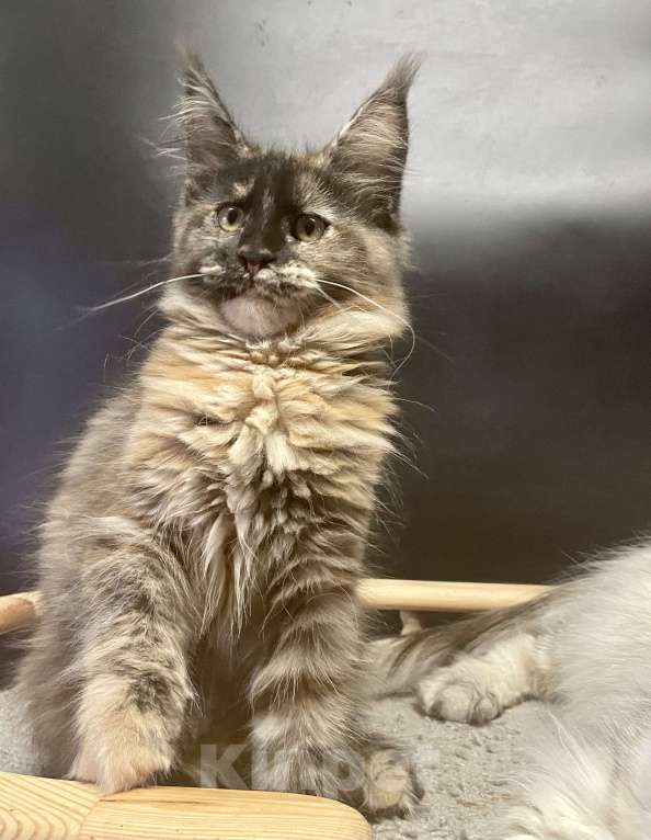 Кошки в Санкт-Петербурге: Котята Мейн Кун 3 мес, 45 000 руб. - фото 5