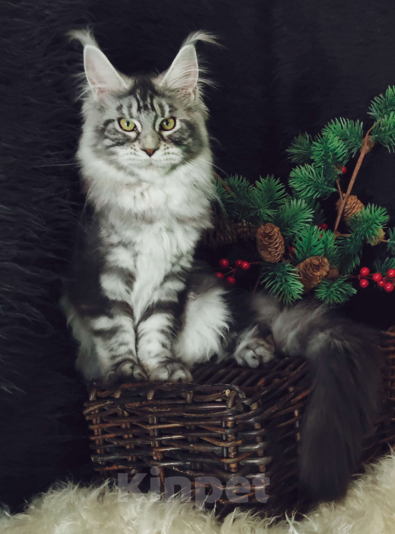 Кошки в Казани: Кошечка Алиса Девочка, Бесплатно - фото 2