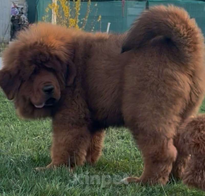 Собаки в Москве: Щенок Тибетского мастифа  Мальчик, 120 000 руб. - фото 3