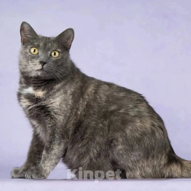 Кошки в Москве: Спасите Лизу из клеточки! Девочка, Бесплатно - фото 3