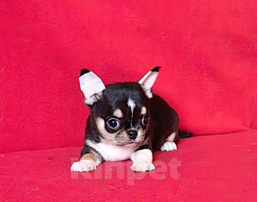 Собаки в Москве: Чихуахуа. Мальчик. Мальчик, 50 000 руб. - фото 4