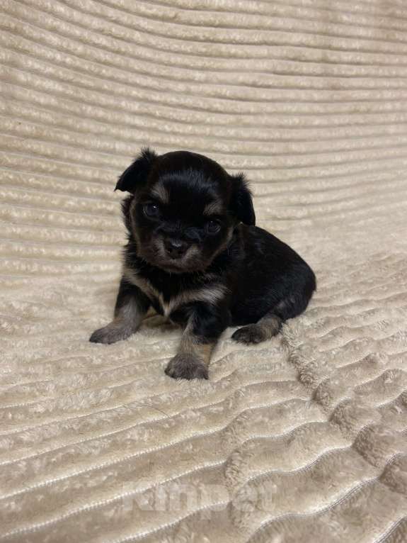 Собаки в Санкт-Петербурге: Мальчишечка - мини красавчик  Мальчик, 25 000 руб. - фото 3