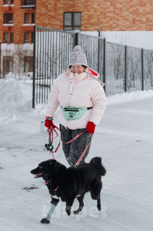 Собаки в Москве: Клюкве срочно нужен дом 🐾 Девочка, Бесплатно - фото 3