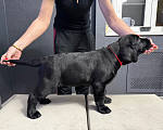 Собаки в Жуковском: Щенок лабрадора, РКФ Девочка, 65 000 руб. - фото 3