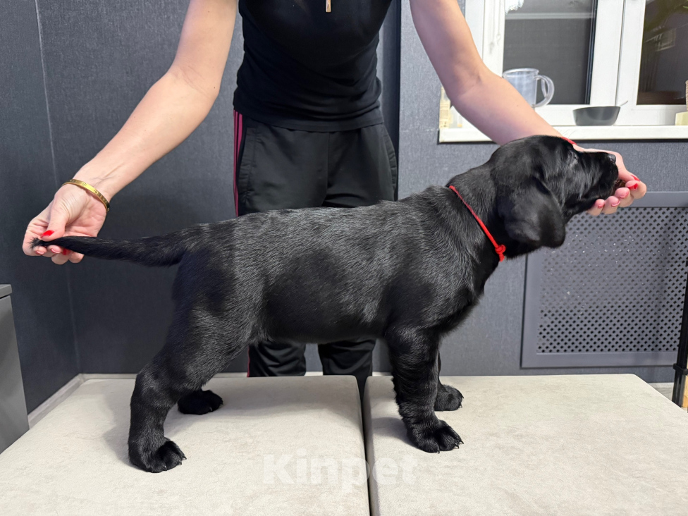 Собаки в Жуковском: Щенок лабрадора, РКФ Девочка, 65 000 руб. - фото 3