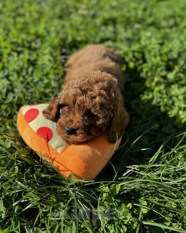 Собаки в Красноярске: Той-пудель, щенок Мальчик, 150 000 руб. - фото 8