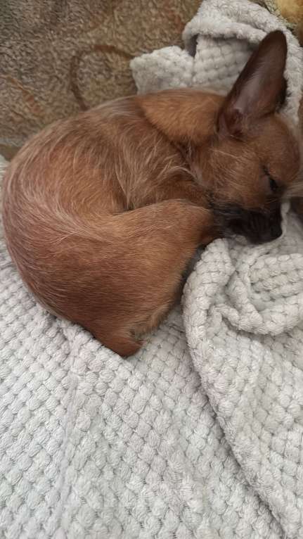 Собаки в Горном-Алтайске: Помесь чихуахуа и француз бульдог Мальчик, 7 000 руб. - фото 4