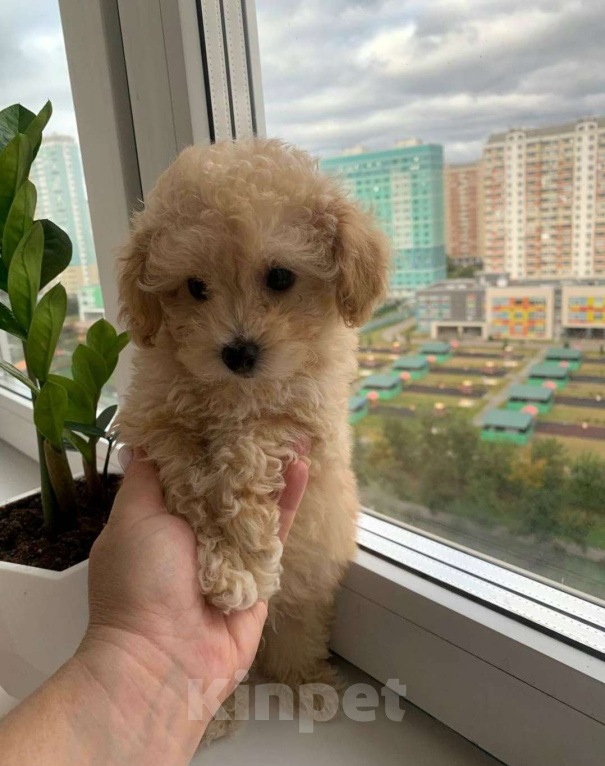 Собаки в Москве: Мальчик мальтипу Мальчик, 130 000 руб. - фото 2