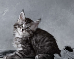 Кошки в Москве: Такеши - серебряный мейн-кун Мальчик, 80 000 руб. - фото 1