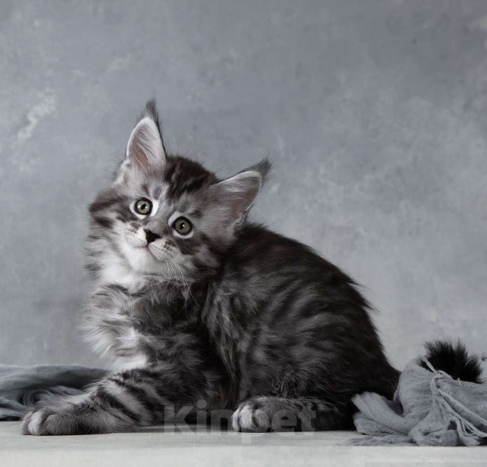 Кошки в Москве: Такеши - серебряный мейн-кун Мальчик, 80 000 руб. - фото 1