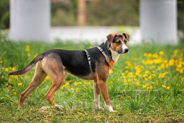 Собаки в Москве: Блэр - когда мама полюбила зененнхунда Мальчик, Бесплатно - фото 3