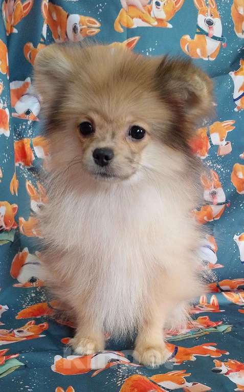 Собаки в Новосибирске: Щенок шпица  Девочка, 40 000 руб. - фото 3