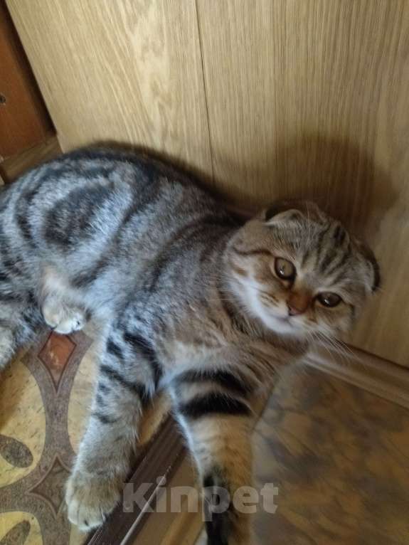 Кошки в Иваново: Пропал любимый кот  Мальчик, 5 000 руб. - фото 3