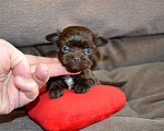 Собаки в Москве: Щенки цветного йорка шоколадные Девочка, 50 000 руб. - фото 1