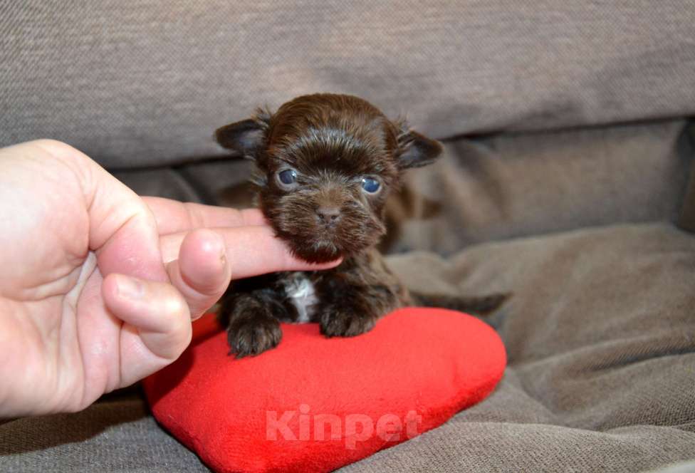 Собаки в Москве: Щенки цветного йорка шоколадные Девочка, 50 000 руб. - фото 1
