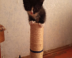 Кошки в Новосибирске: Красавчик Мальчик, Бесплатно - фото 2