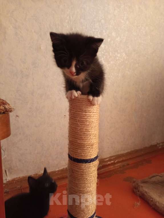 Кошки в Новосибирске: Красавчик Мальчик, Бесплатно - фото 2