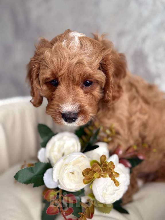 Собаки в Москве: Кавапу щенок Мальчик, Бесплатно - фото 5