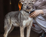 Собаки в Сергиеве Посаде: Добби ищет дом  Мальчик, Бесплатно - фото 1