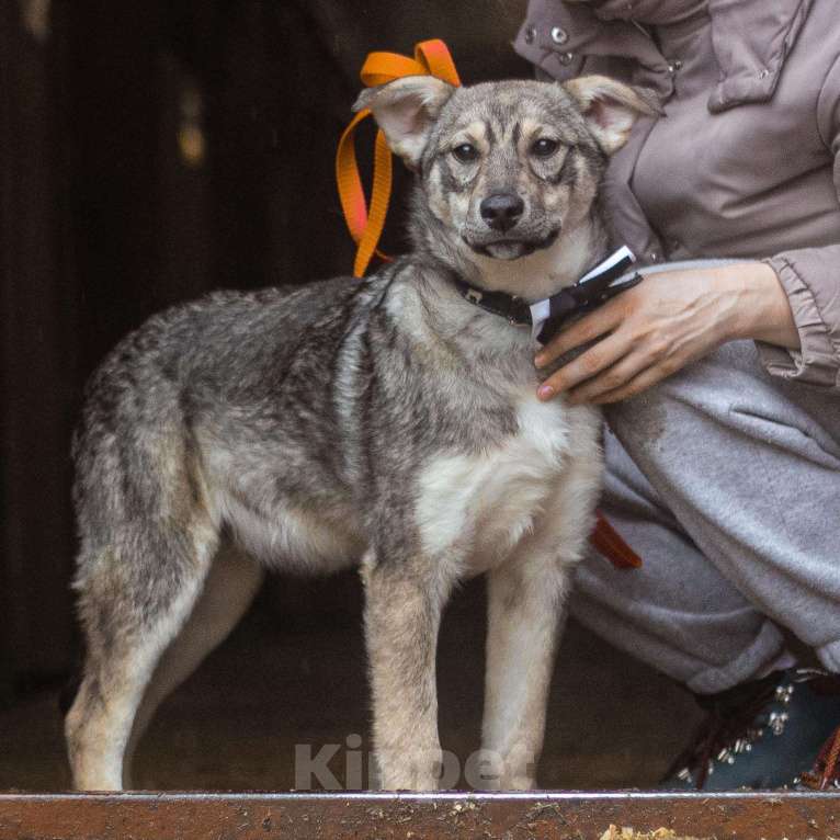 Собаки в Сергиеве Посаде: Добби ищет дом  Мальчик, Бесплатно - фото 1