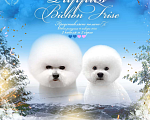 Собаки в Москве: Бишон фризе белоснежные щенки Девочка, 120 000 руб. - фото 4