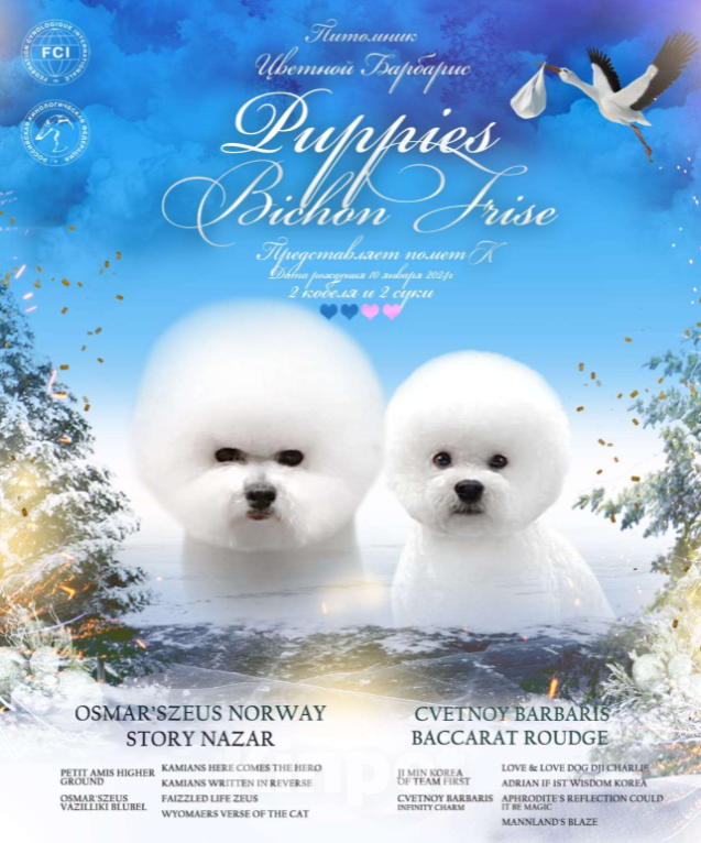 Собаки в Москве: Бишон фризе белоснежные щенки Девочка, 120 000 руб. - фото 4