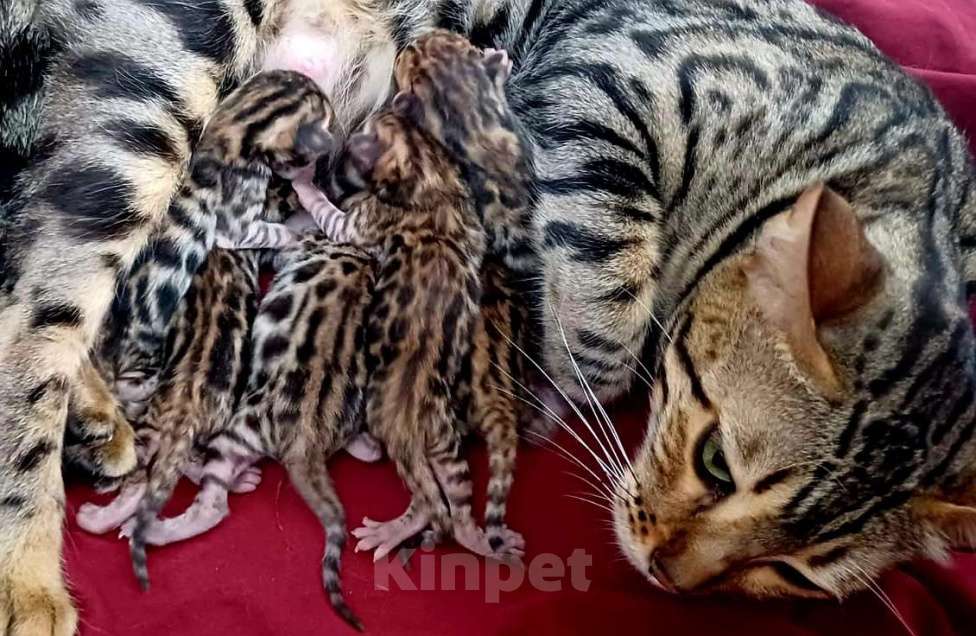 Кошки в Краснодаре: Девочка  Девочка, 15 000 руб. - фото 1