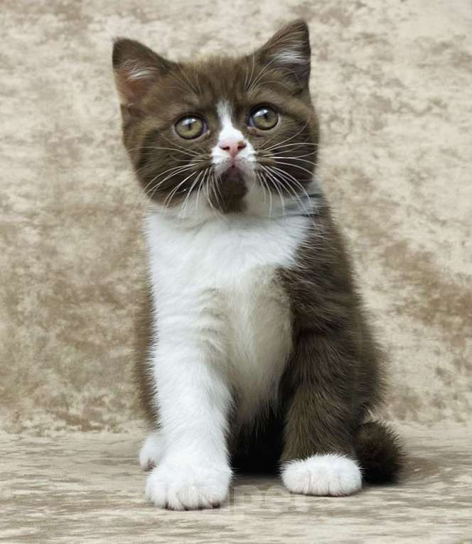 Кошки в Люберцах: Британский котенок Девочка, 50 000 руб. - фото 2