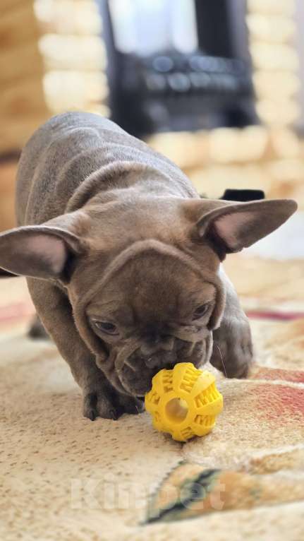 Собаки в Краснодаре: Французские булочки Мальчик, 50 000 руб. - фото 4