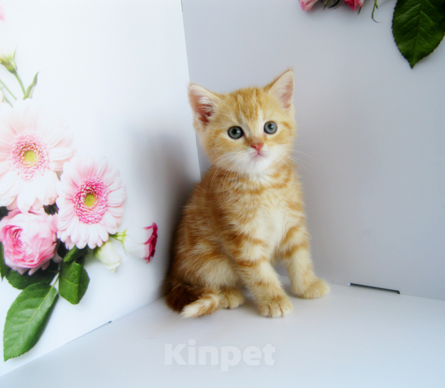 Кошки в Ставрополе: Котенок шотландский Мальчик, 50 000 руб. - фото 1