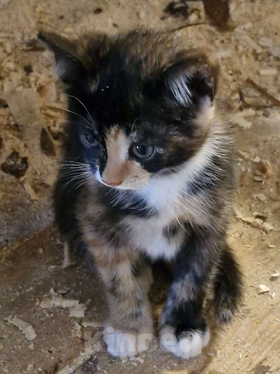 Кошки в других городах Ленинградской области: Черничка Девочка, Бесплатно - фото 4