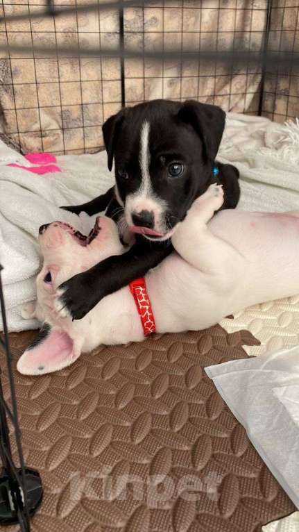 Собаки в Екатеринбурге: Прекрасные щенки питбуля Мальчик, 15 000 руб. - фото 3