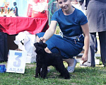 Собаки в Лыткарино: щенки цвергшнауцера черного окраса Мальчик, 65 000 руб. - фото 2