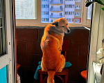 Собаки в Москве: Отдаем собаку в добрые руки Мальчик, Бесплатно - фото 10
