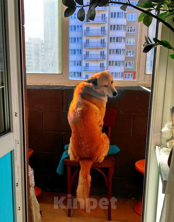 Собаки в Москве: Отдаем собаку в добрые руки Мальчик, Бесплатно - фото 10