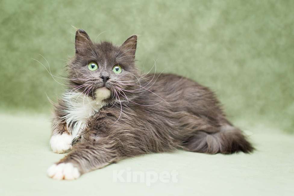 Кошки в Москве: Котенок в добрые руки Девочка, Бесплатно - фото 3