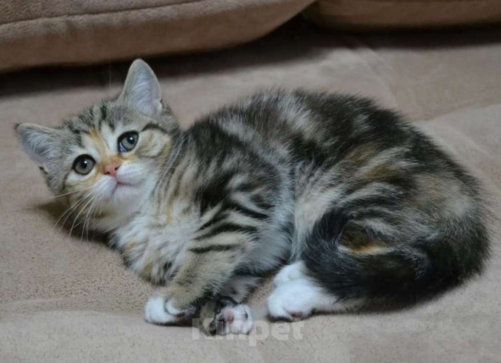 Кошки в Нижнем Новгороде: Очаровательная малышка Девочка, 20 000 руб. - фото 3