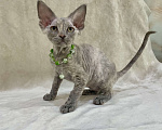 Кошки в Москве: Котенок Девон Рекс голубая крем черепаха Девочка, 120 000 руб. - фото 8
