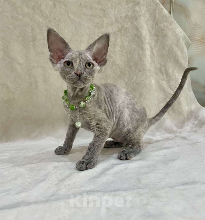 Кошки в Москве: Котенок Девон Рекс голубая крем черепаха Девочка, 120 000 руб. - фото 8