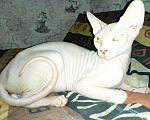 Кошки в Кстово: Котик 10 месяцев, 4 000 руб. - фото 1