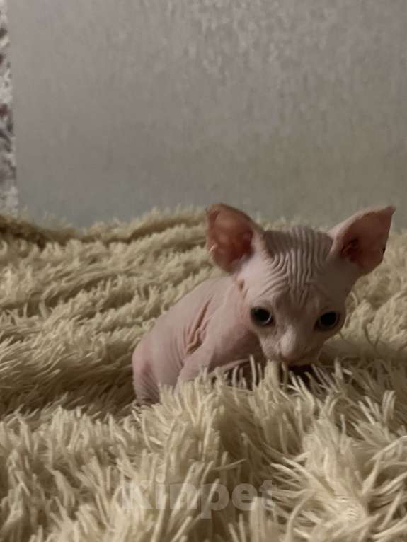 Кошки в Видном: Блондин канадец  Мальчик, 15 000 руб. - фото 2