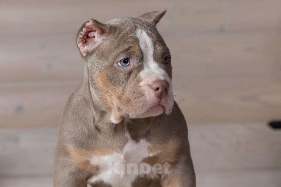 Собаки в Королеве: Американский булли Девочка, 150 000 руб. - фото 4