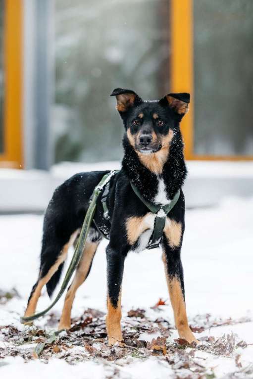 Собаки в Москве: Невероятно ласковый мальчик Деймонд ищет дом! Мальчик, Бесплатно - фото 3