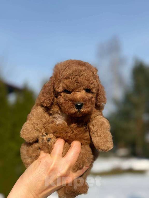 Собаки в Долгопрудном: Пуделя щенок той рыжий БАНТИК Мальчик, 75 000 руб. - фото 2