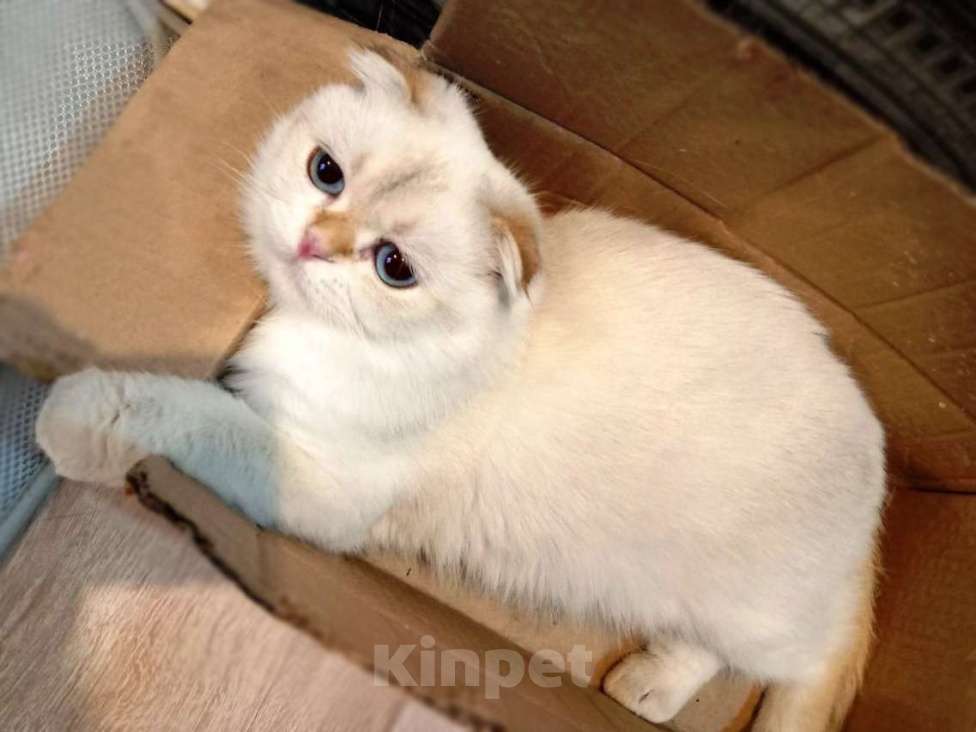 Кошки в Москве: Уютный вислоухий пухляш котик Эхнатон Мальчик, Бесплатно - фото 3