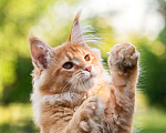 Кошки в Краснодаре: Котенок Мейн-Кун Мальчик, 50 000 руб. - фото 3